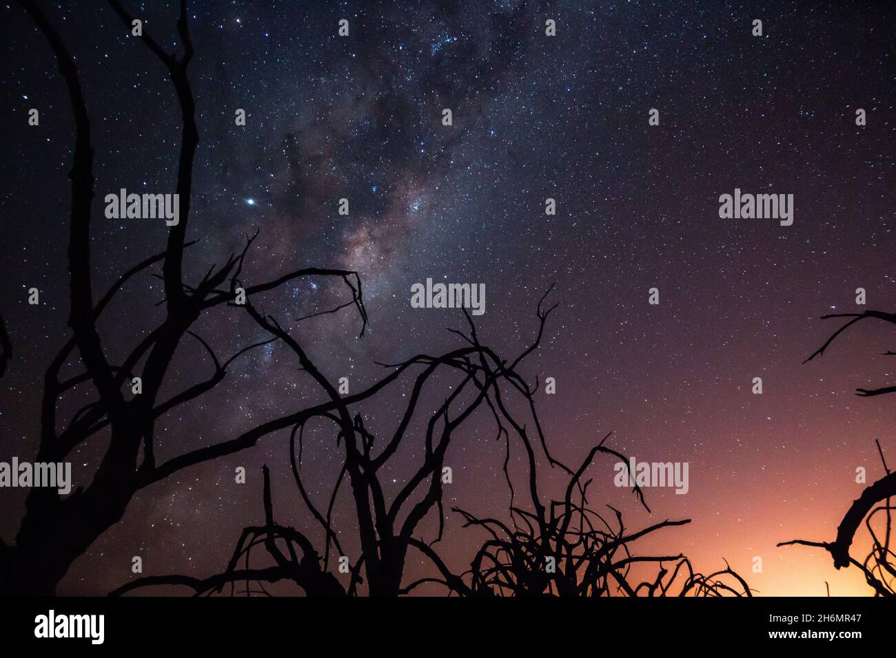 Low angle view of bare tree against milky way in sky Stock Photo