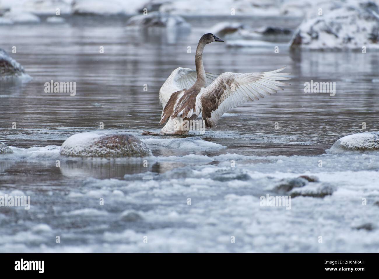 Young swan spreading its wings for take off from ice cold water of the Baltic Sea in Helsinki, Finland few hours before freeze-up over in January 2021 Stock Photo