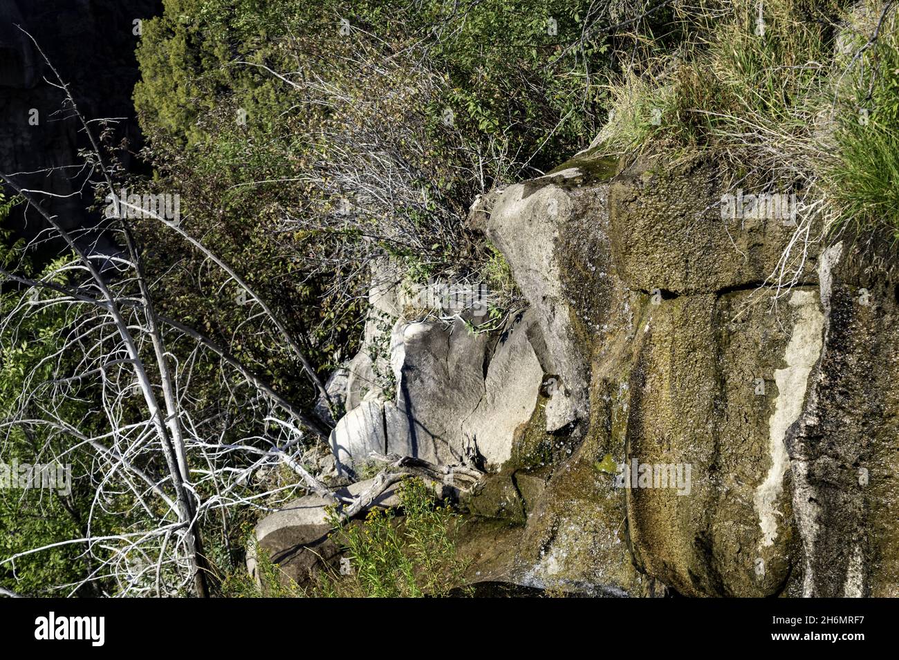 Closeup shot of mossy rocks and growing weeds Stock Photo - Alamy