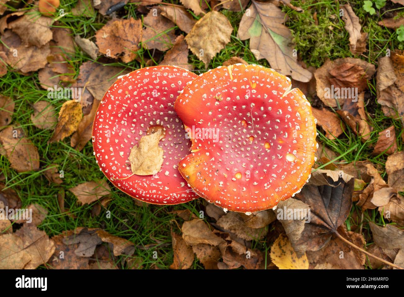 Fly Agaric Toadstools (Amanita muscaria). Looking down on two together, alongside, one another, fallen Birch, Betula, leaves, tree species with a symb Stock Photo