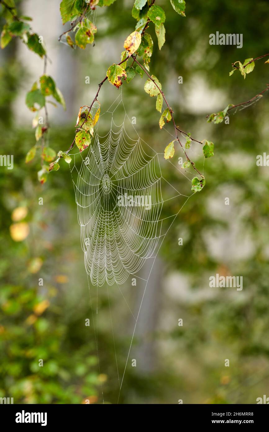 Spider in net silhouette hi-res stock photography and images - Alamy