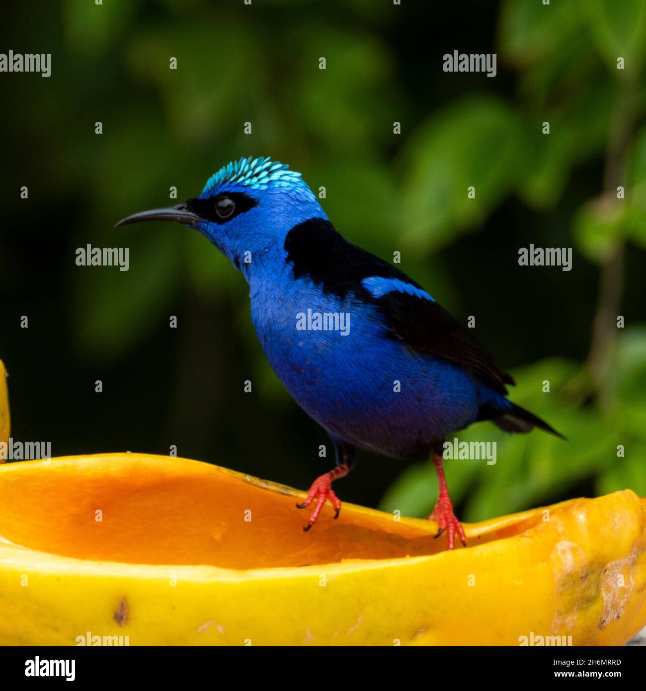 The red-legged honeycreeper (Cyanerpes cyaneus) is a small songbird species in the tanager family (Thraupidae). It is found in Atlantic Forest, Brazil Stock Photo