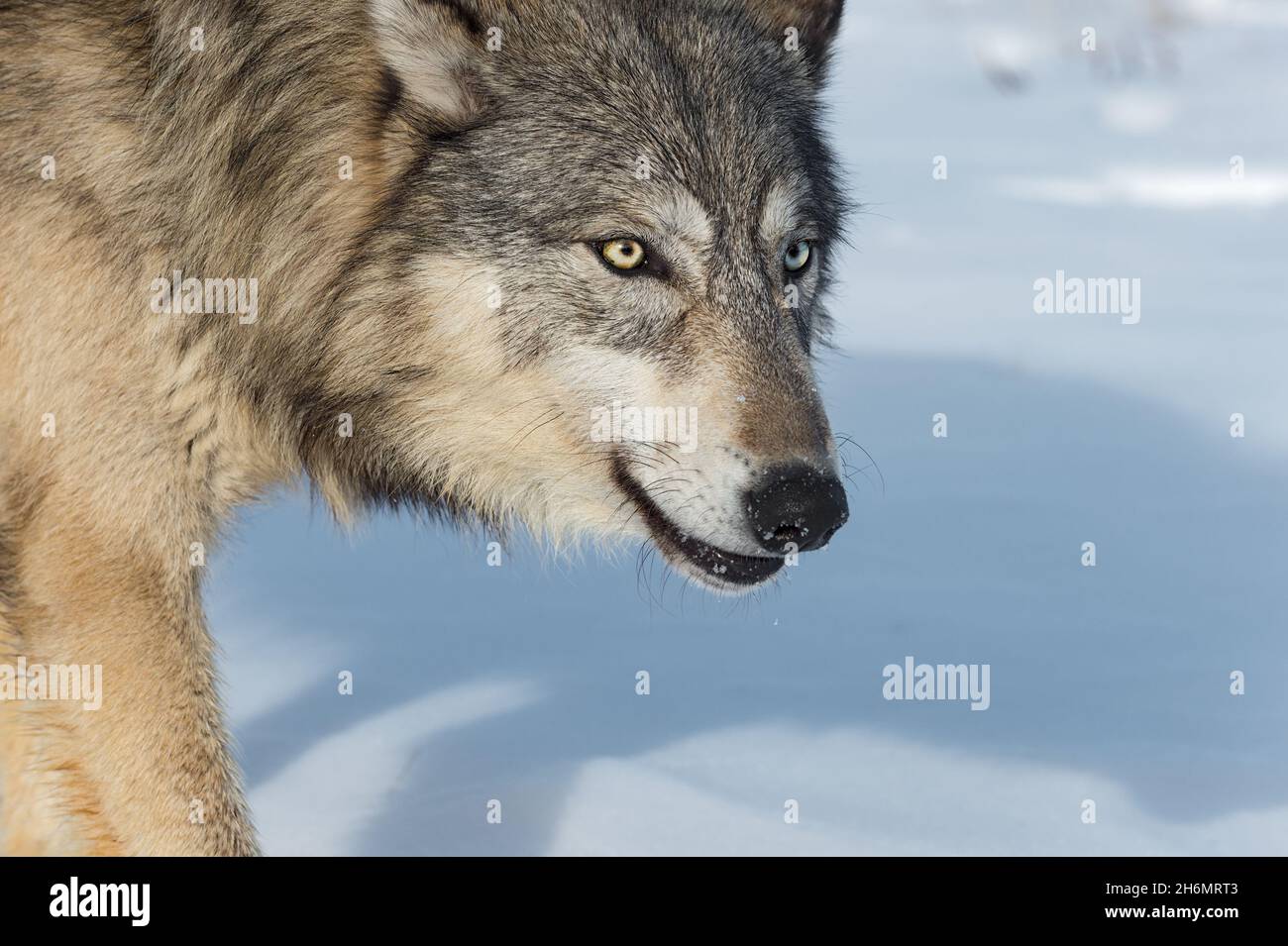 Wolf head in nature close hi-res stock photography and images - Alamy