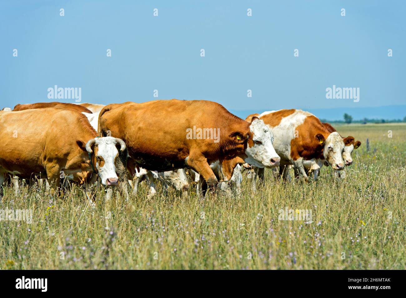 Herd Of Simmental Cattle On A Pasture In The National Park Neusiedlersee-Seewinkel, Apetlon, Burgenland Stock Photo