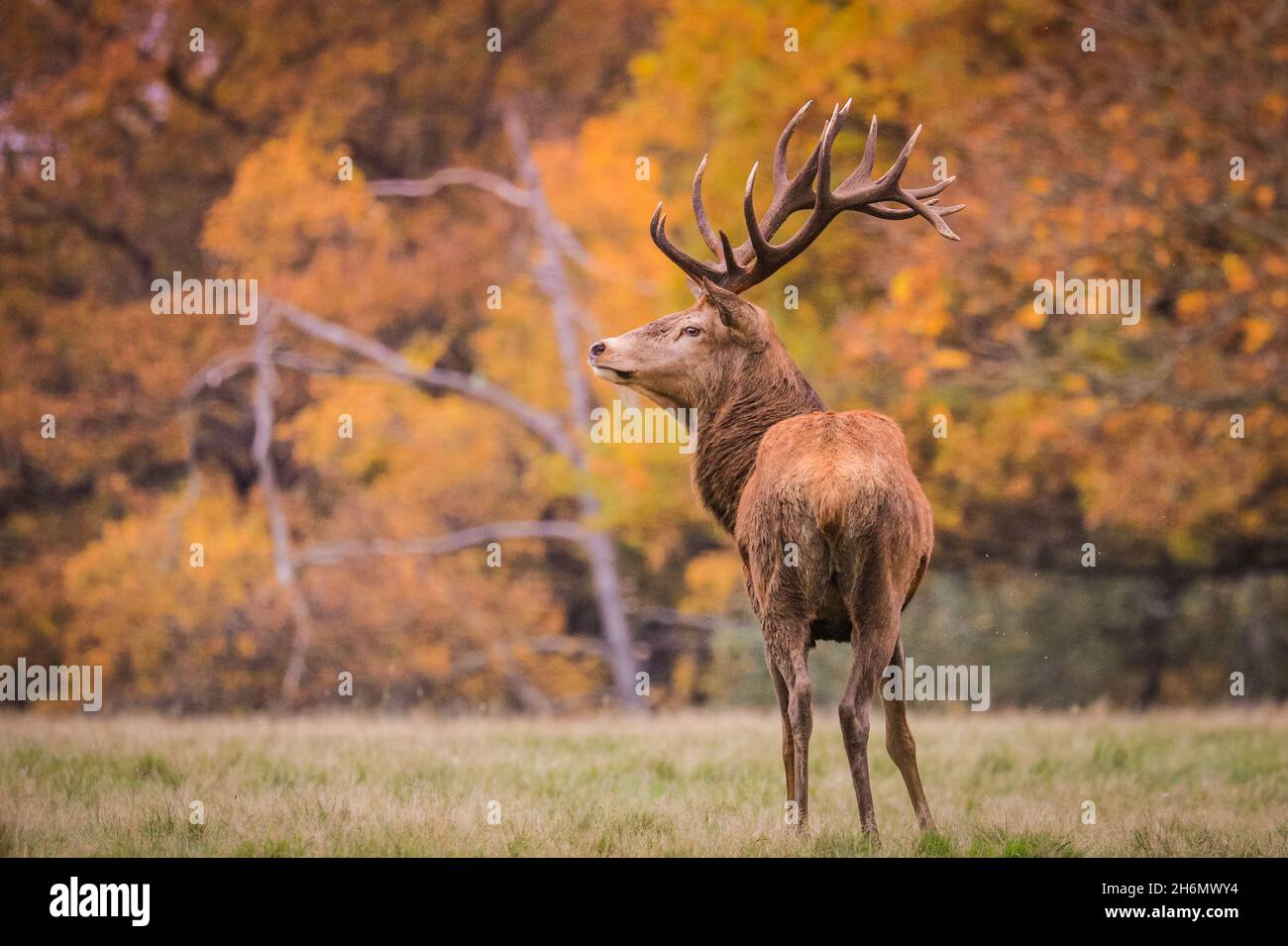 Richmond Park, London, UK. 16th Nov, 2021. A red deer stag (cervus elaphus) relaxes peacefully in the park, now that the rutting season is over. The deer in Richmond Park are enjoying a quiet afternoon in mild, sunny weather and beautiful autumnal colours. Credit: Imageplotter/Alamy Live News Stock Photo