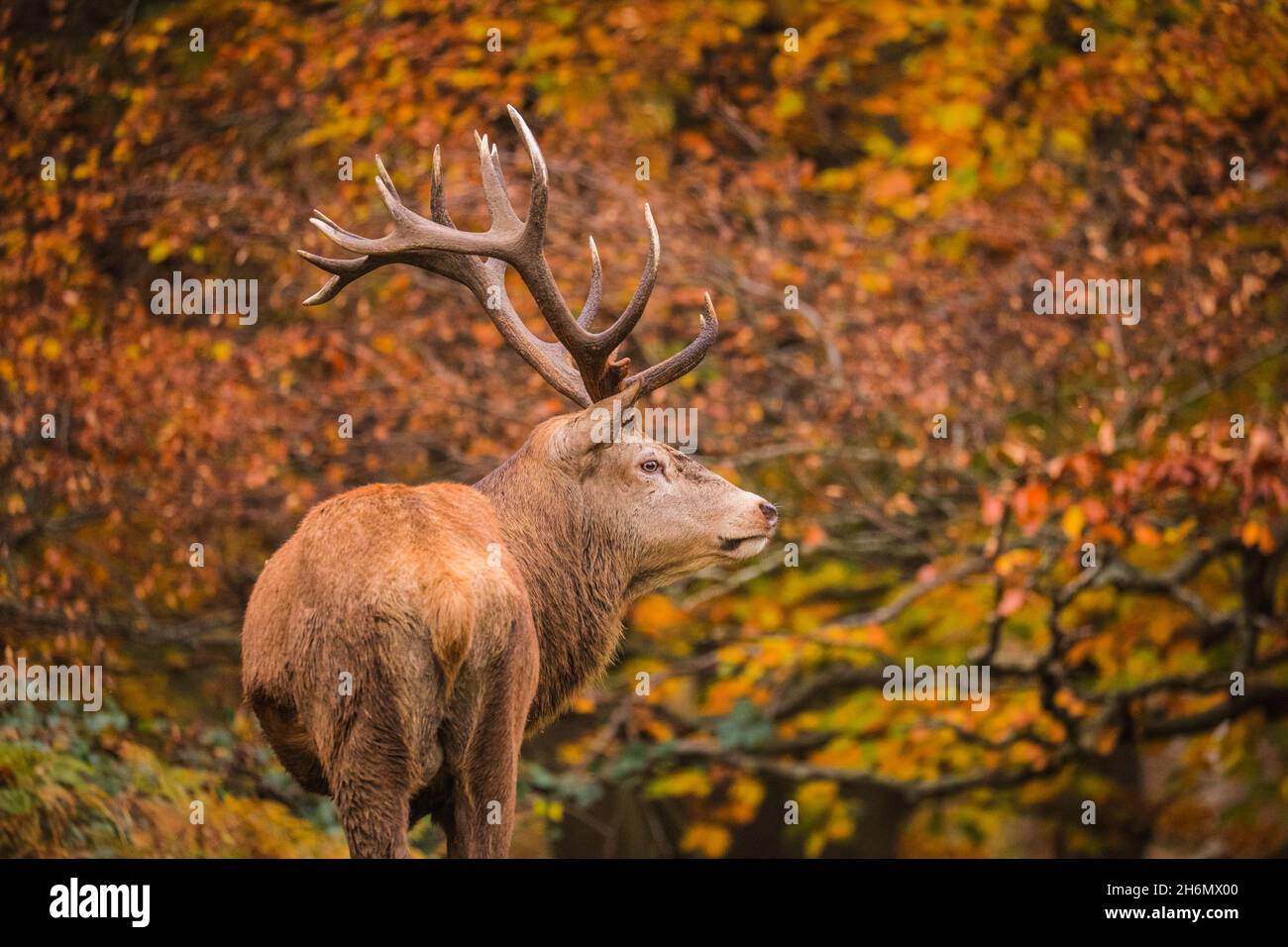 Richmond Park, London, UK. 16th Nov, 2021. A red deer stag (cervus elaphus) relaxes peacefully in the park, now that the rutting season is over. The deer in Richmond Park are enjoying a quiet afternoon in mild, sunny weather and beautiful autumnal colours. Credit: Imageplotter/Alamy Live News Stock Photo