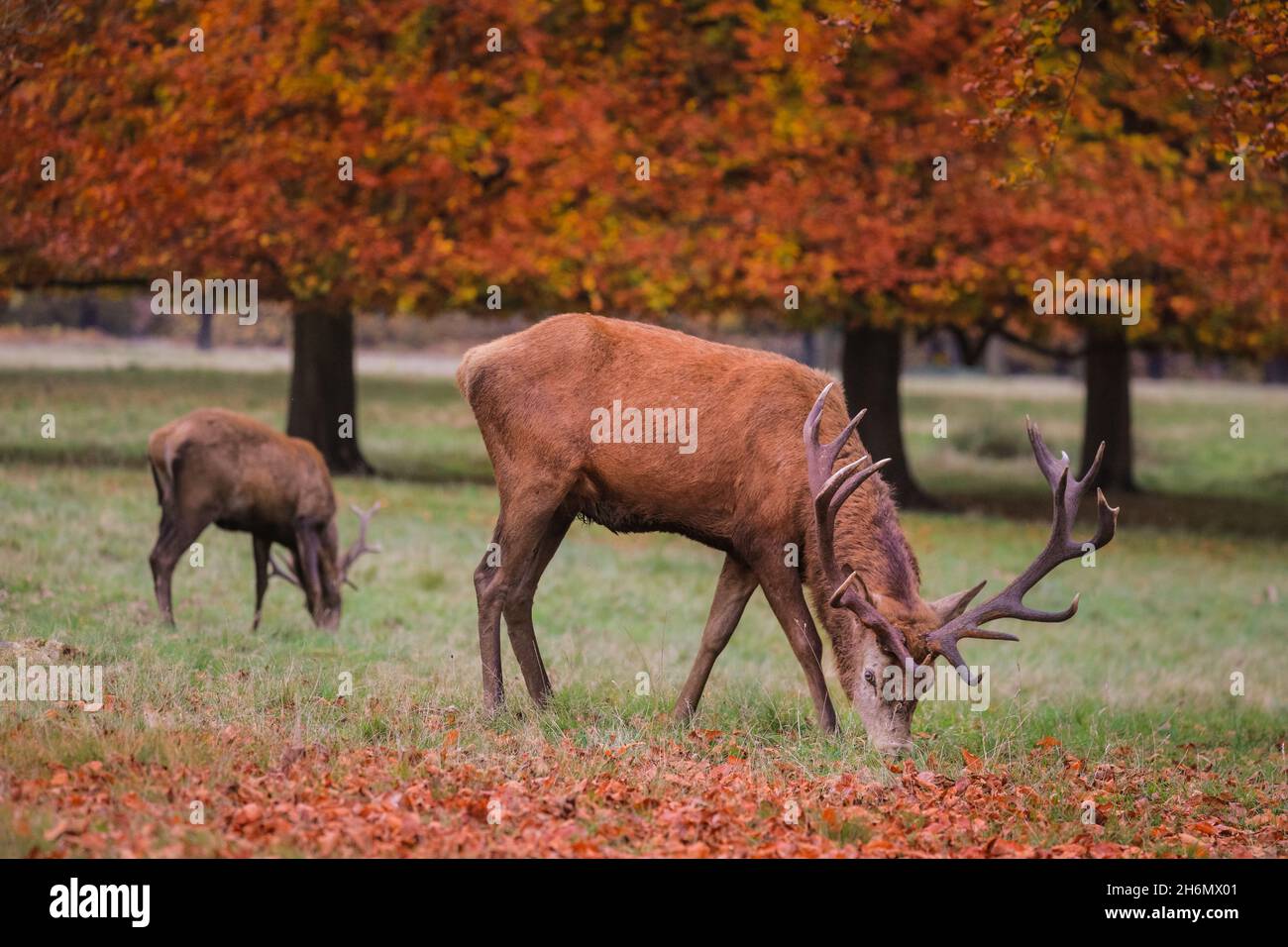 Richmond Park, London, UK. 16th Nov, 2021. A red deer stag (cervus elaphus) relaxes peacefully in the park, now that the rutting season is over. The deer in Richmond Park are enjoying a quiet afternoon in mild, sunny weather and beautiful autumnal colours. Credit: Imageplotter/Alamy Live News Stock Photo