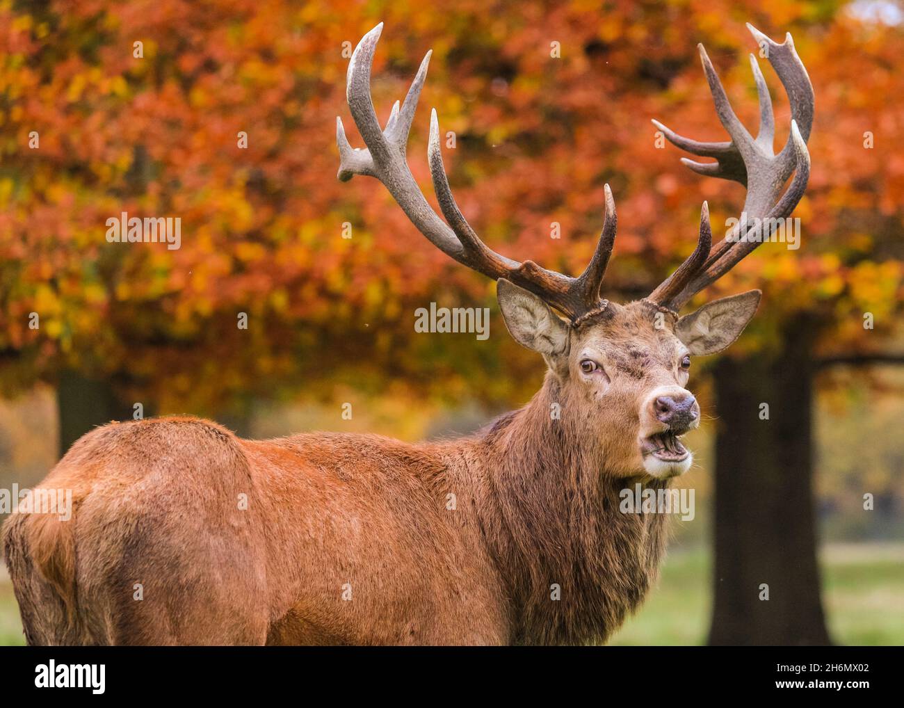 Richmond Park, London, UK. 16th Nov, 2021. A red deer stag (cervus elaphus) relaxes peacefully in the park, now that the rutting season is over. The deer in Richmond Park are enjoying a quiet afternoon in mild, sunny weather and beautiful autumnal colours. Credit: Imageplotter/Alamy Live News Stock Photo