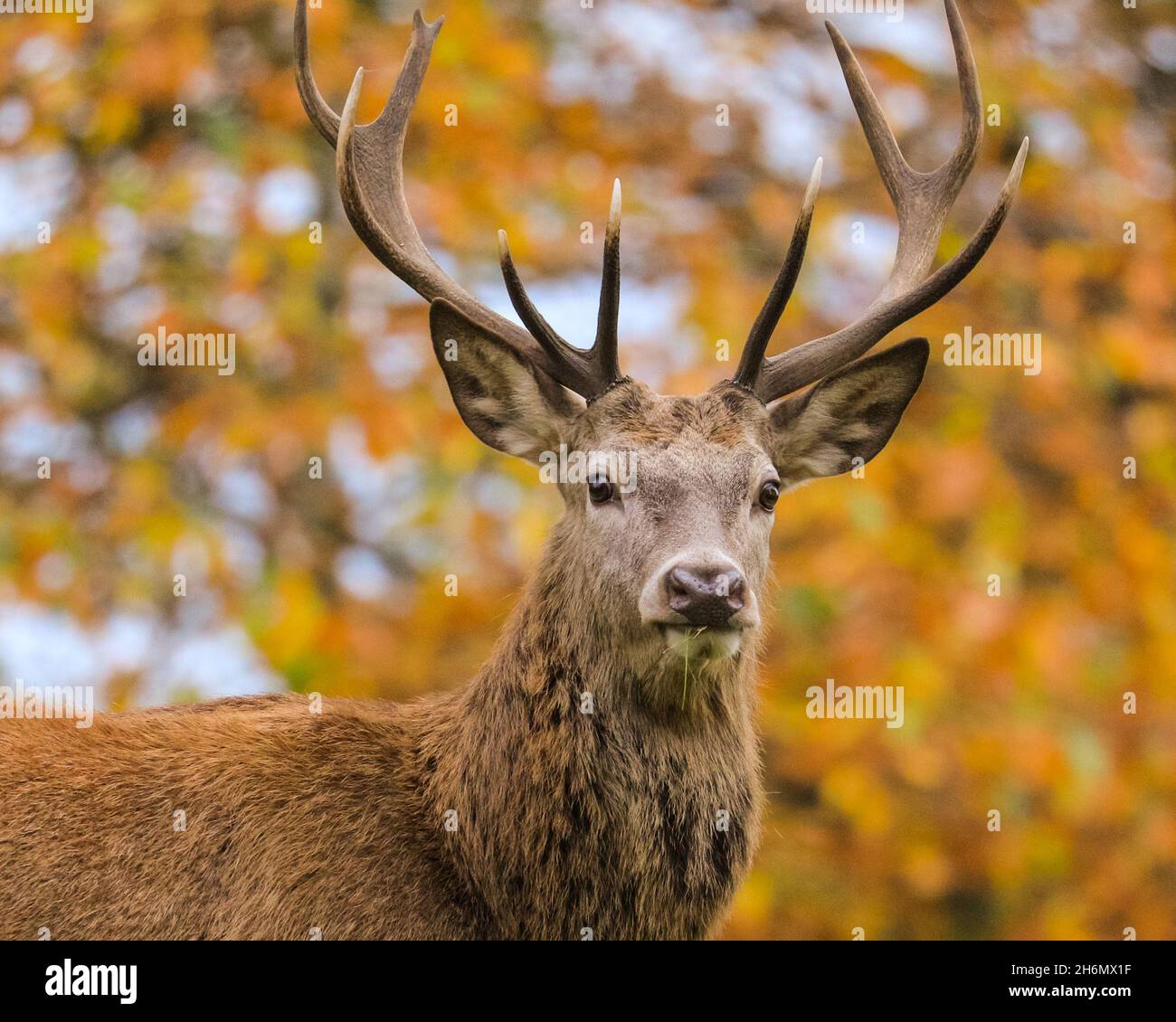 Richmond Park, London, UK. 16th Nov, 2021. A young red deer stag (cervus elaphus) relaxes peacefully in the park, now that the rutting season is over. The deer in Richmond Park are enjoying a quiet afternoon in mild, sunny weather and beautiful autumnal colours. Credit: Imageplotter/Alamy Live News Stock Photo