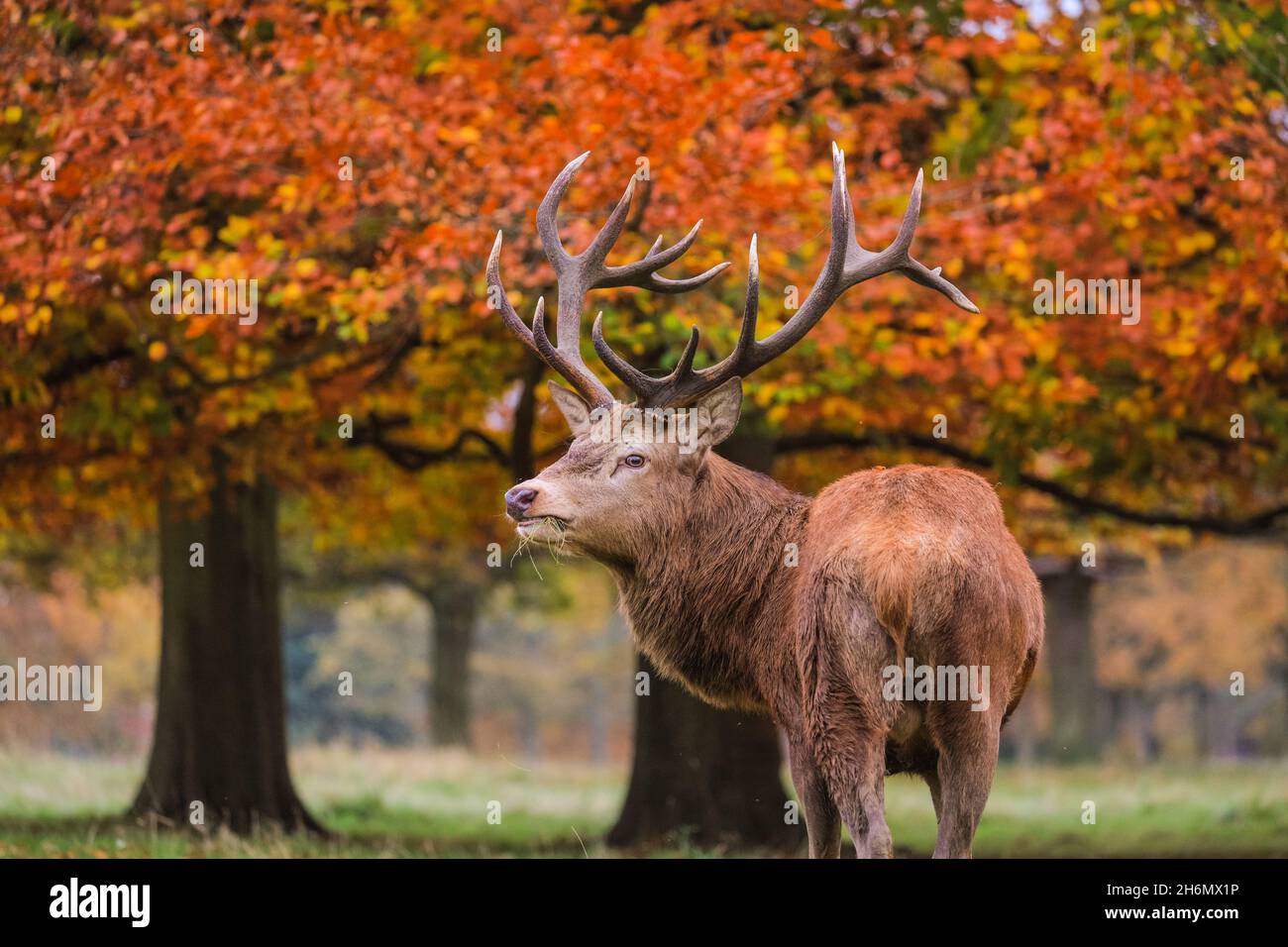 Richmond Park, London, UK. 16th Nov, 2021. A red deer stag (cervus elaphus) relaxes peacefully in the park, now that the rutting season is over. The deer in Richmond Park are enjoying a quiet afternoon in mild, sunny weather and beautiful autumnal colours. Credit: Imageplotter/Alamy Live News Stock Photo