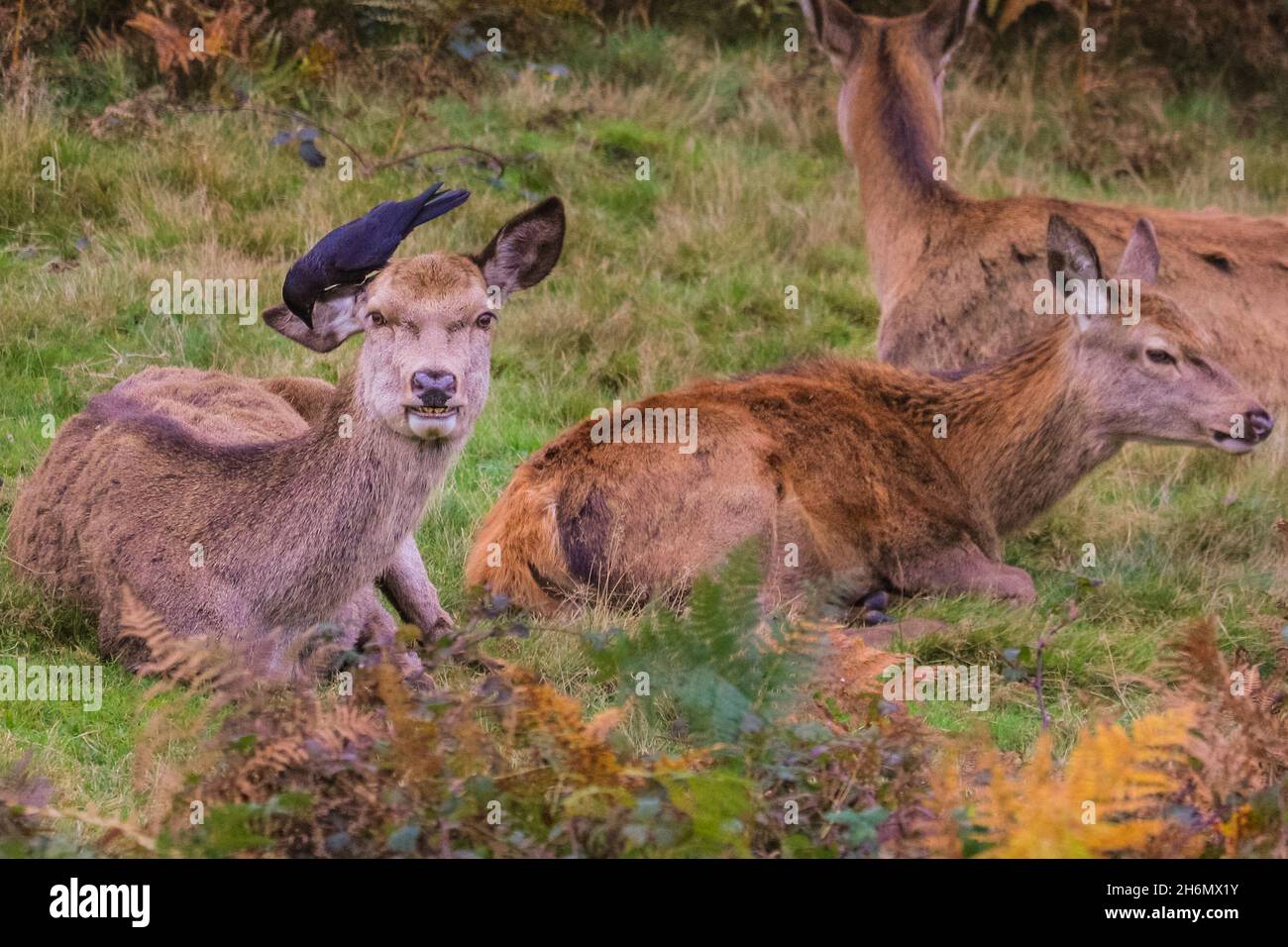 Richmond Park, London, UK. 16th Nov, 2021. A red deer (cervus elaphus) hind has her fur and ears cleaned by little helpers. The deer in Richmond Park are enjoying a quiet afternoon in mild, sunny weather and beautiful autumnal colours. Credit: Imageplotter/Alamy Live News Stock Photo
