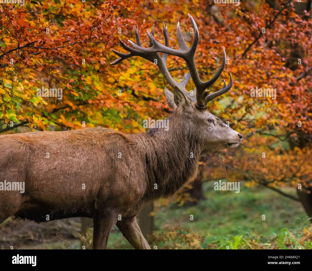 Richmond Park, London, UK. 16th Nov, 2021. A red deer stag (cervus elaphus) relaxes peacefully in the park, now that the rutting season is over. The deer in Richmond Park are enjoying a quiet afternoon in mild, sunny weather and beautiful autumnal colours. Credit: Imageplotter/Alamy Live News Stock Photo