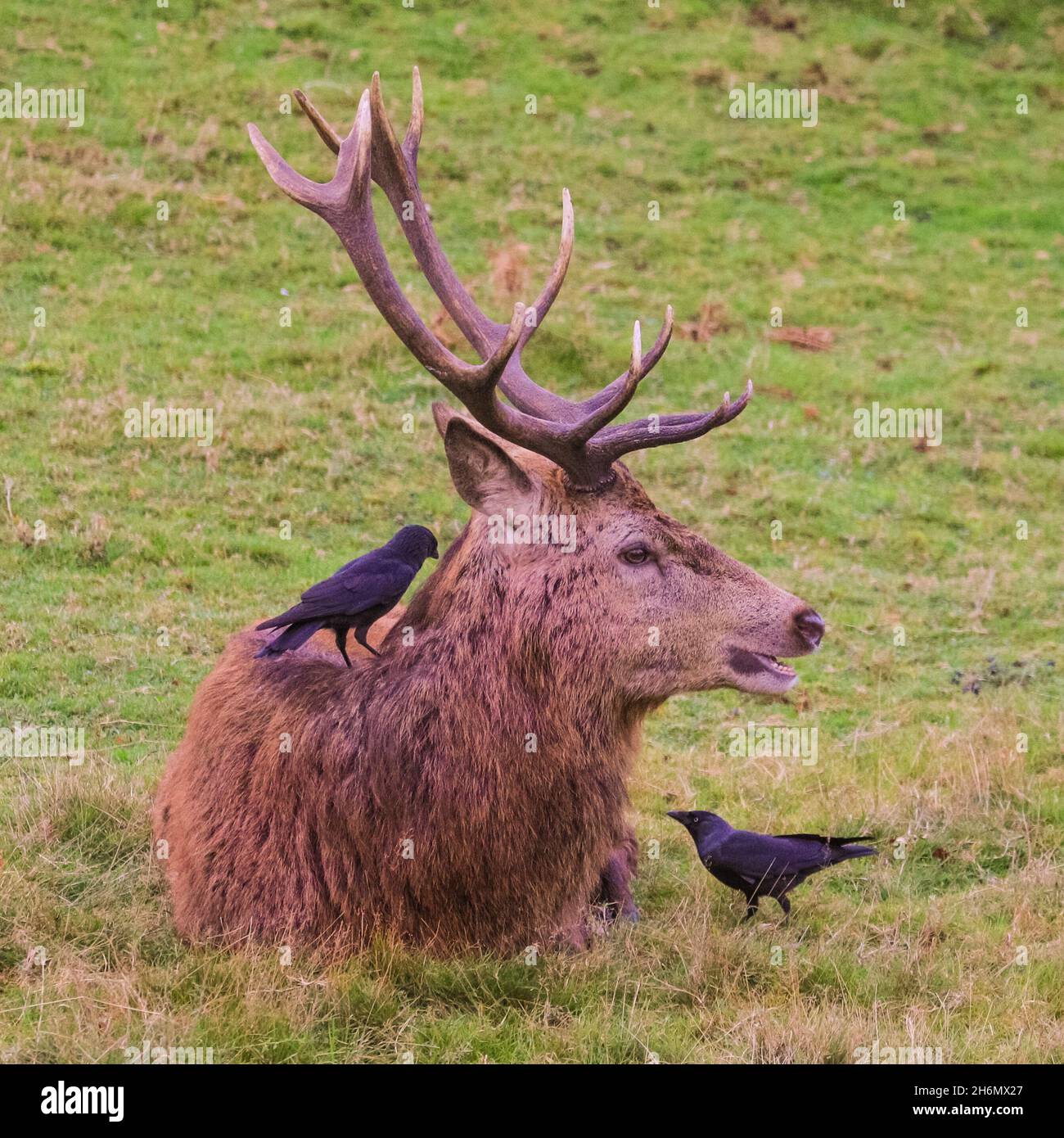 Richmond Park, London, UK. 16th Nov, 2021. A red deer (cervus elaphus) stag has his fur cleaned by little helpers. The deer in Richmond Park are enjoying a quiet afternoon in mild, sunny weather and beautiful autumnal colours. Credit: Imageplotter/Alamy Live News Stock Photo