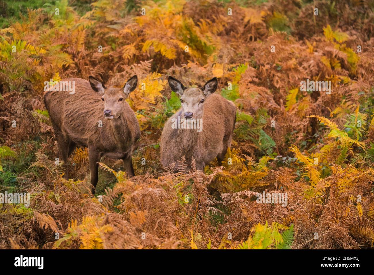 Richmond Park, London, UK. 16th Nov, 2021. Red deer hinds relax in the autumnal fern. The deer in Richmond Park are enjoying a quiet afternoon in mild, sunny weather and beautiful autumnal colours. Credit: Imageplotter/Alamy Live News Stock Photo