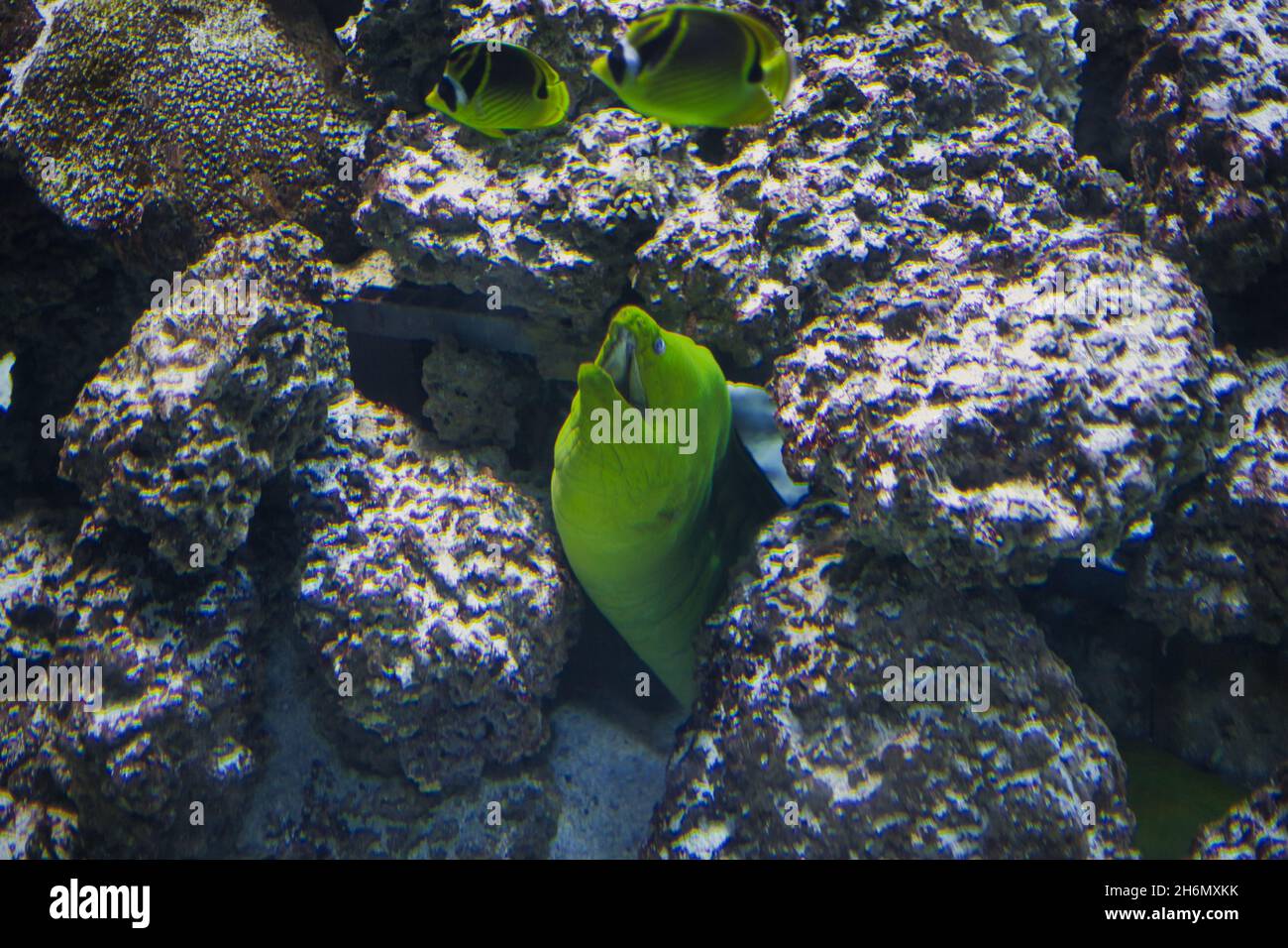 Fish in an aquarium in Omaha, Nebraska Stock Photo