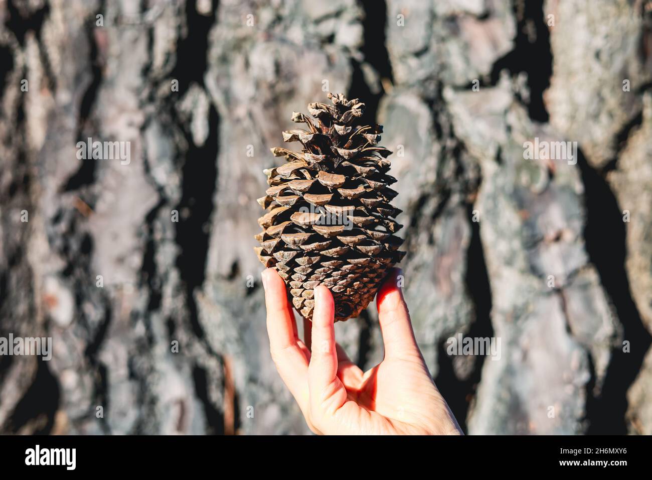 Hand holding pine cone Stock Photo