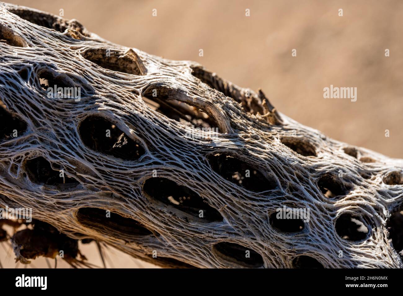 Lightweight Structure of a Decomposing Cholla Cactus Stock Photo