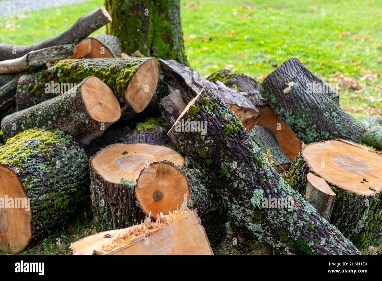 Dry spruce logs cut into junks for firewood. The thick round dead trees