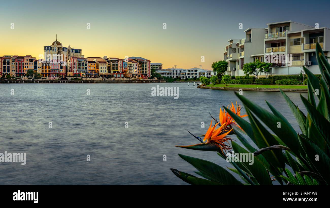 Bird of paradise flower with Emerald Lakes estate in the background, Gold Coast, Queensland