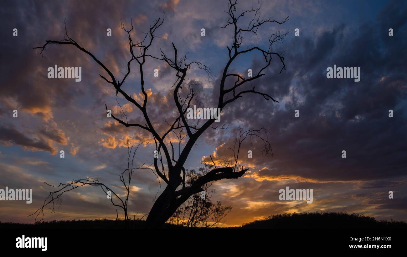 Dead tree on the top of the Cania Gorge, Queensland, Australia Stock Photo