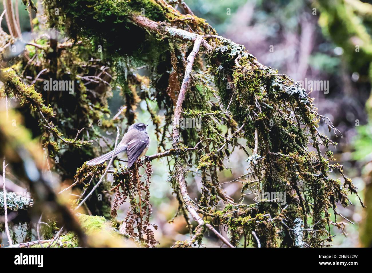 Fantail bird in the forest Stock Photo