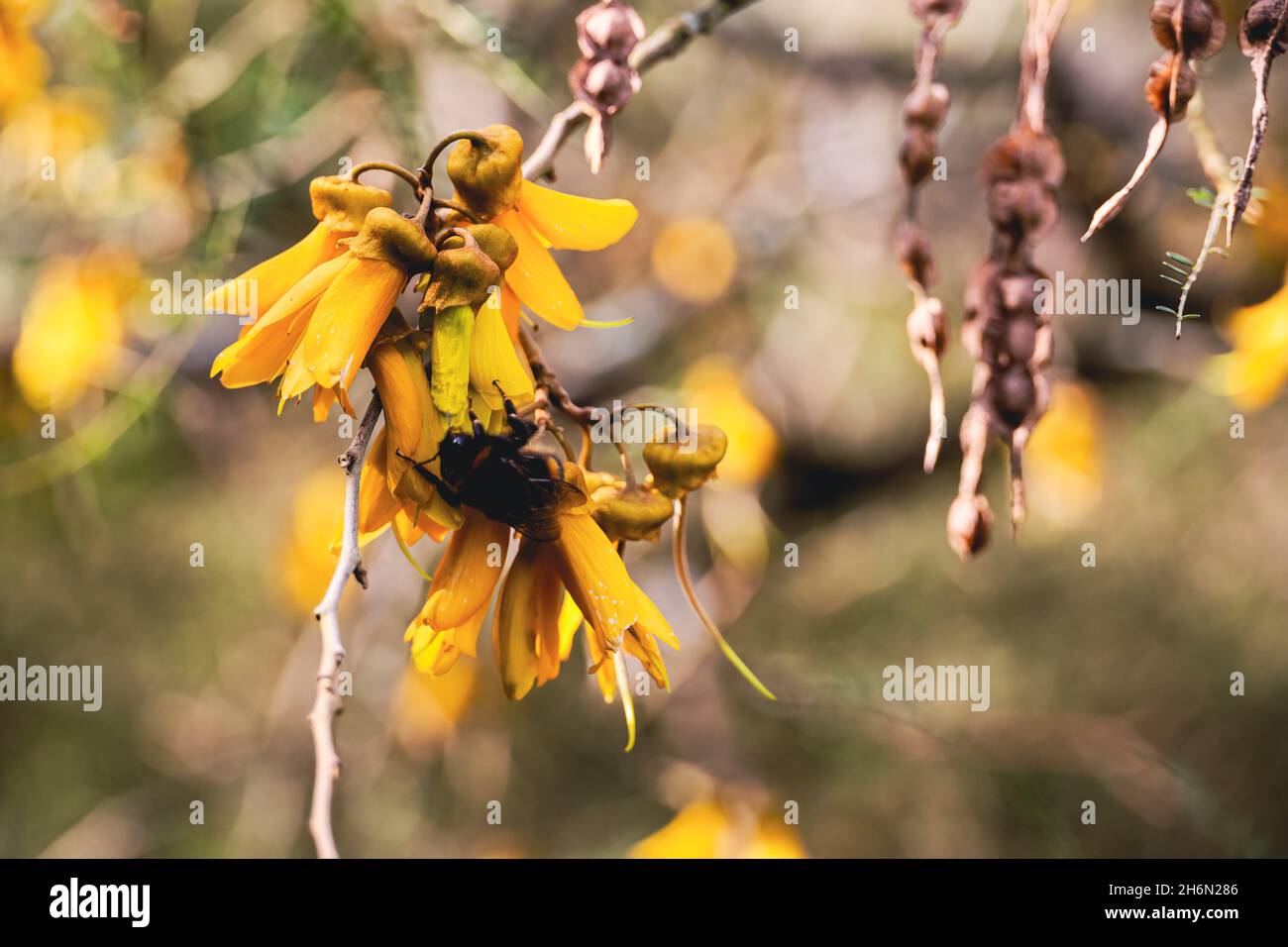 Bee on yellow flower Stock Photo