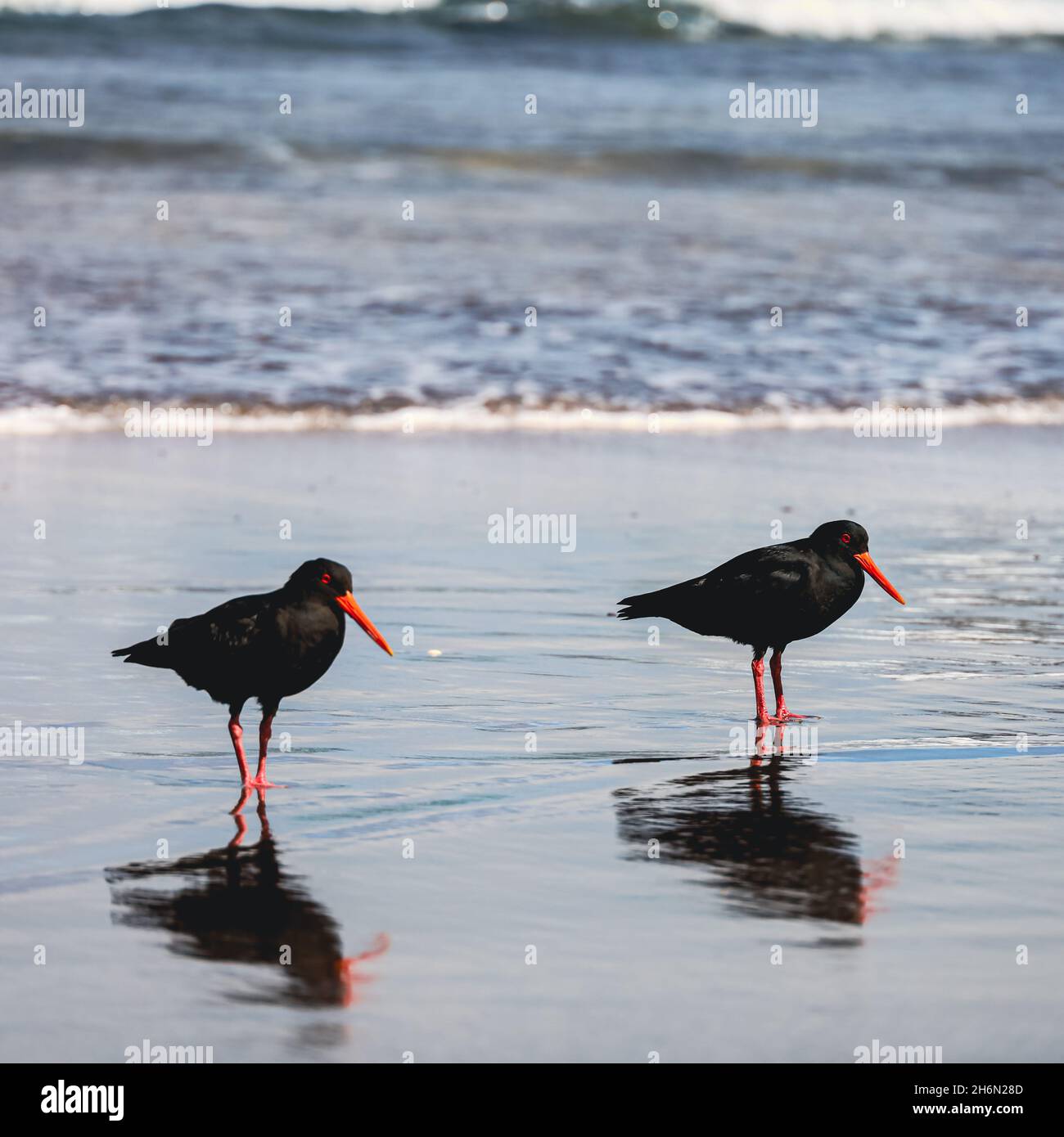 Oyster Catcher Birds Stock Photo