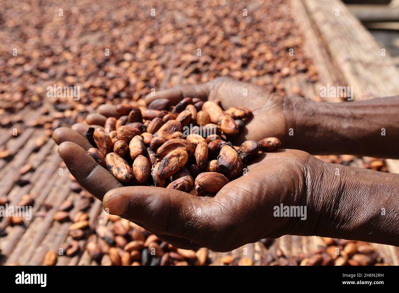 Ghana, Ghana. 15th Nov, 2021. A Ghanaian farmer shows dried cocoa beans