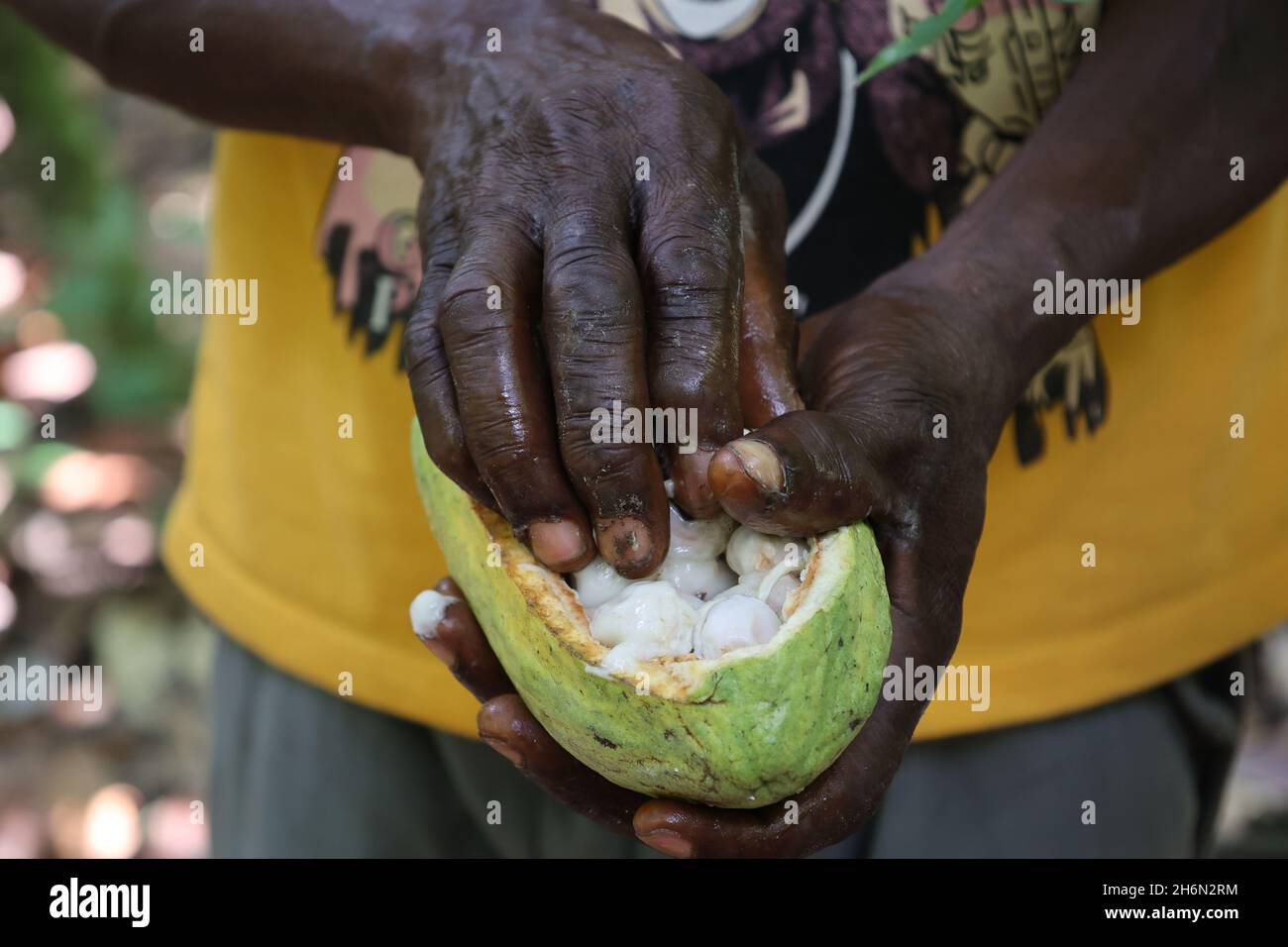 Cocoa farmer ghana hires stock photography and images Alamy