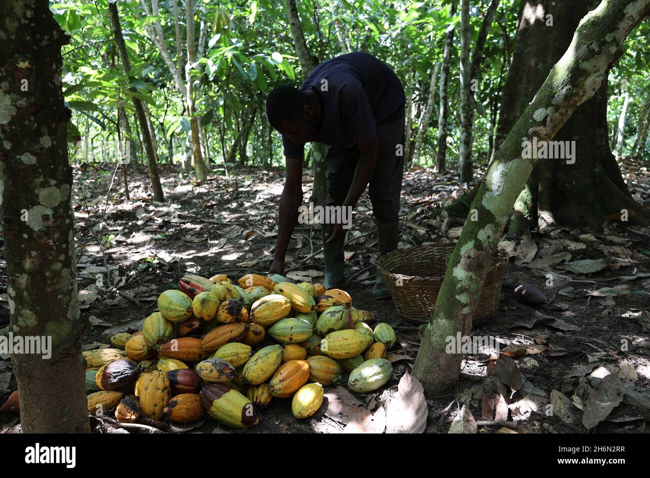 Ghana, Ghana. 15th Nov, 2021. A Ghanaian farmer collects cocoa fruits