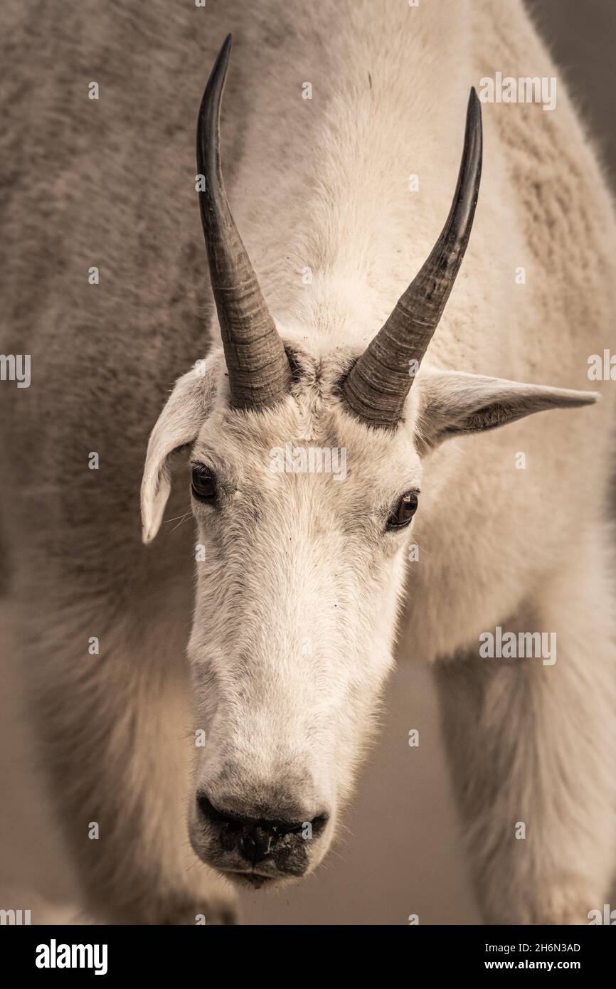 Mountain Goat With One Floppy Ear with Close Up perspective Stock Photo