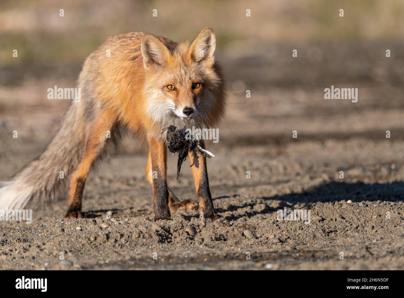Wild red fox vulpes seen in natural, environment on the Alaska Highway in northern Canada, Yukon Territory during spring summer time Stock Photo - Alamy