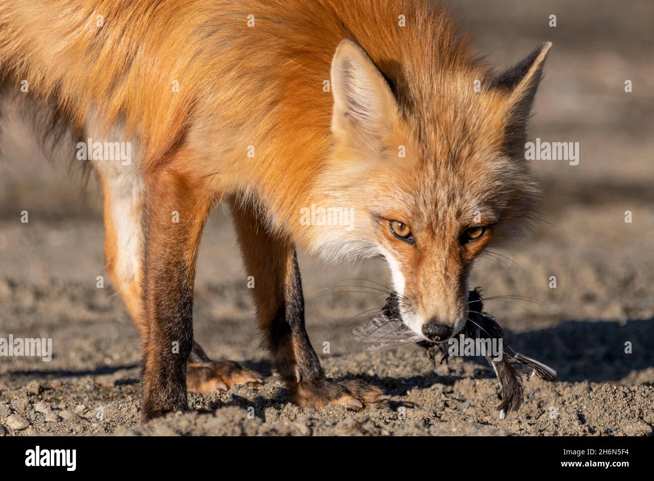 Close up view of a wild red fox with a bird in its mouth seen in Yukon ...