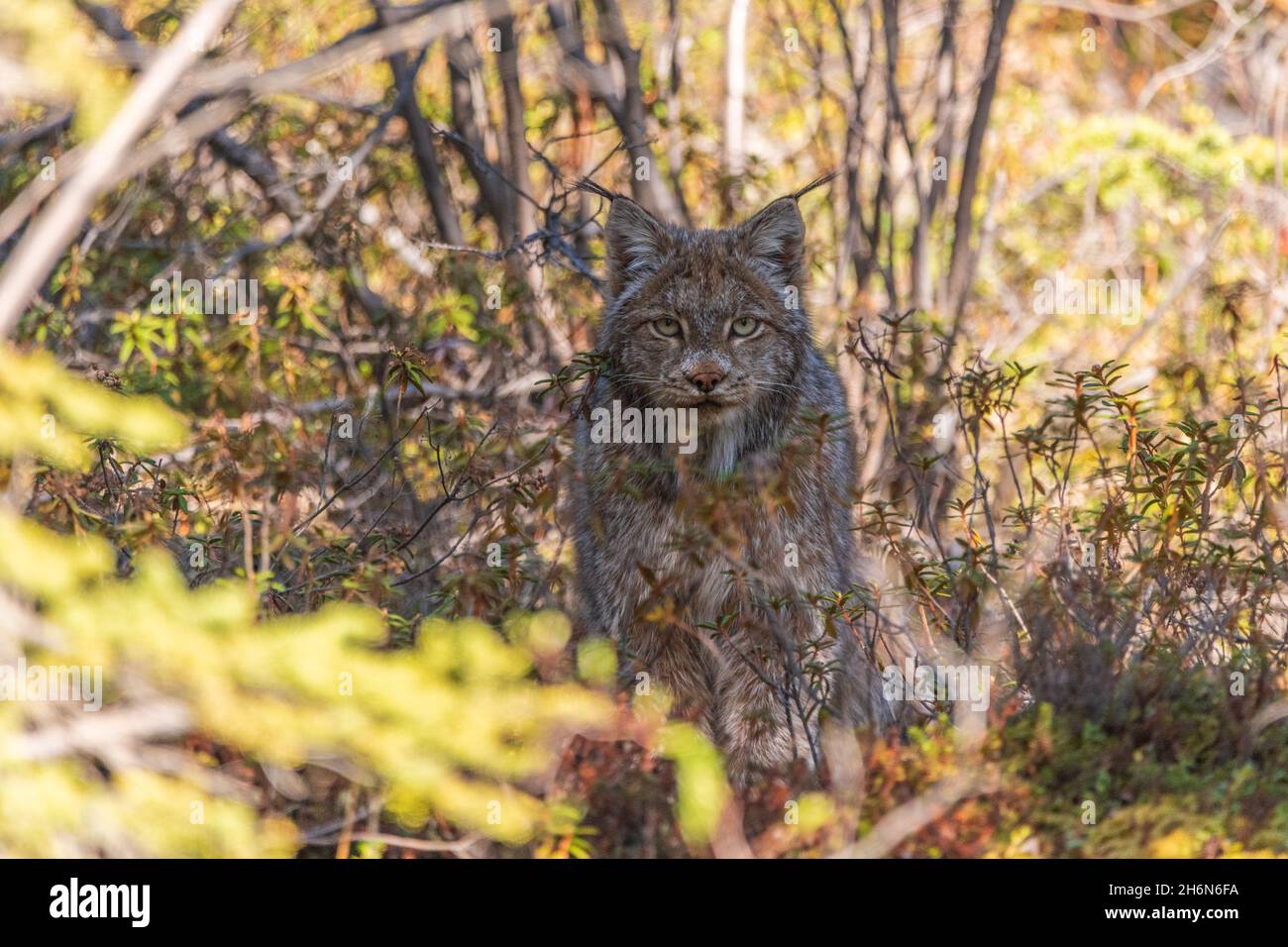 Wild Canadian lynx seen in the wilderness of Yukon Territory, Canada