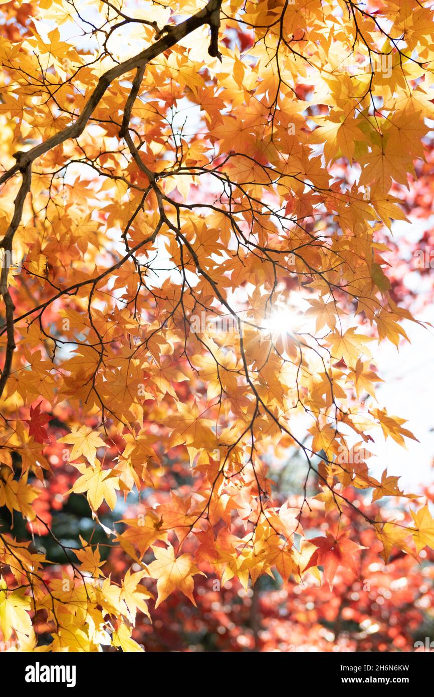 Vertical shot beautiful japanese hi-res stock photography and images ...