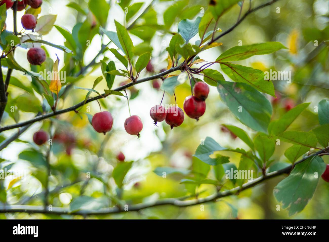 Chinese Crab Apple Stock Photo Alamy