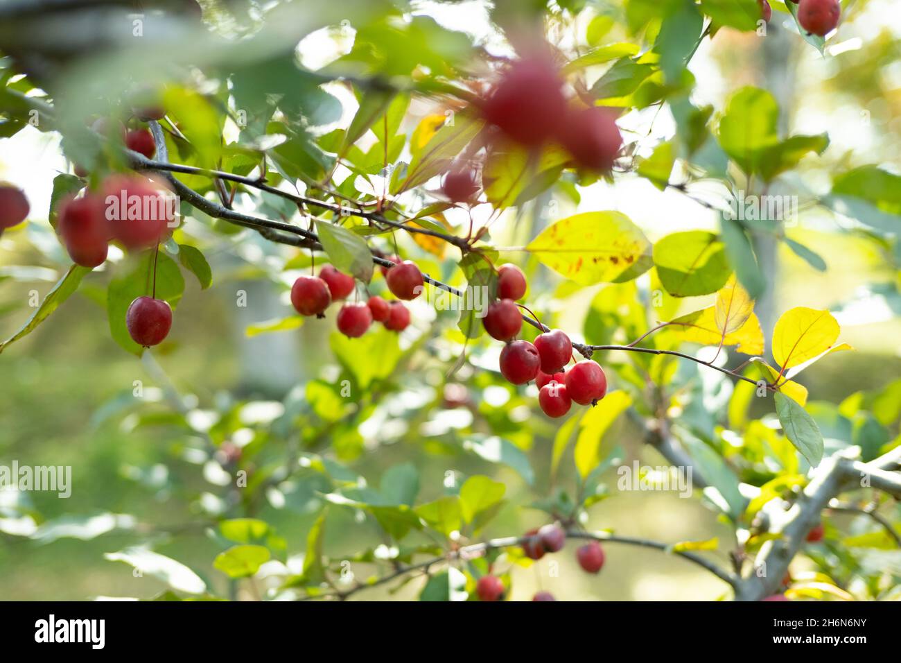 Chinese Crab Apple Stock Photo Alamy