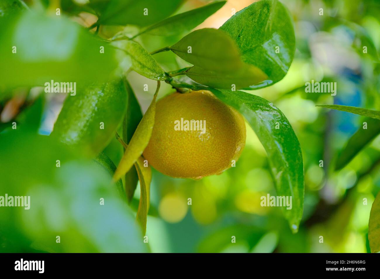 Tangerine tree hi-res stock photography and images - Alamy
