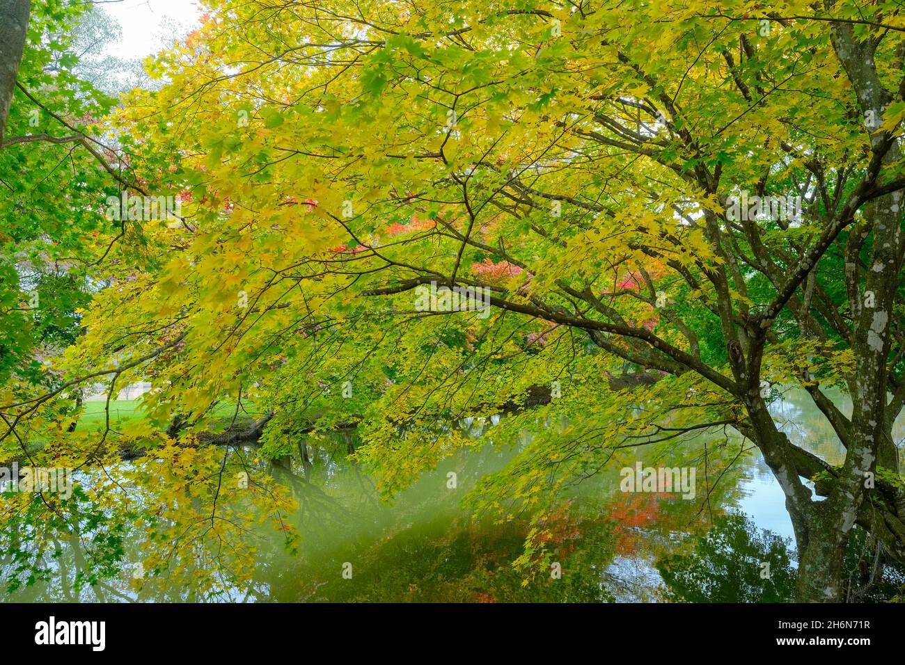 Shimizu Park, Autumn Foliage, Hokkaido Prefecture, Japan Stock Photo