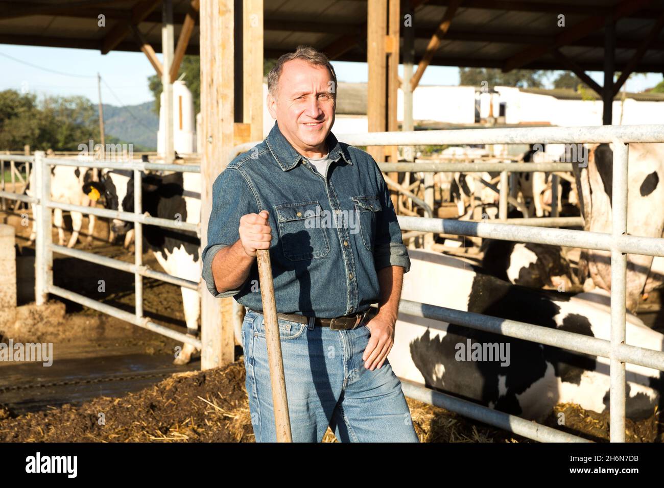 Portrait of man who is standing near cows Stock Photo - Alamy