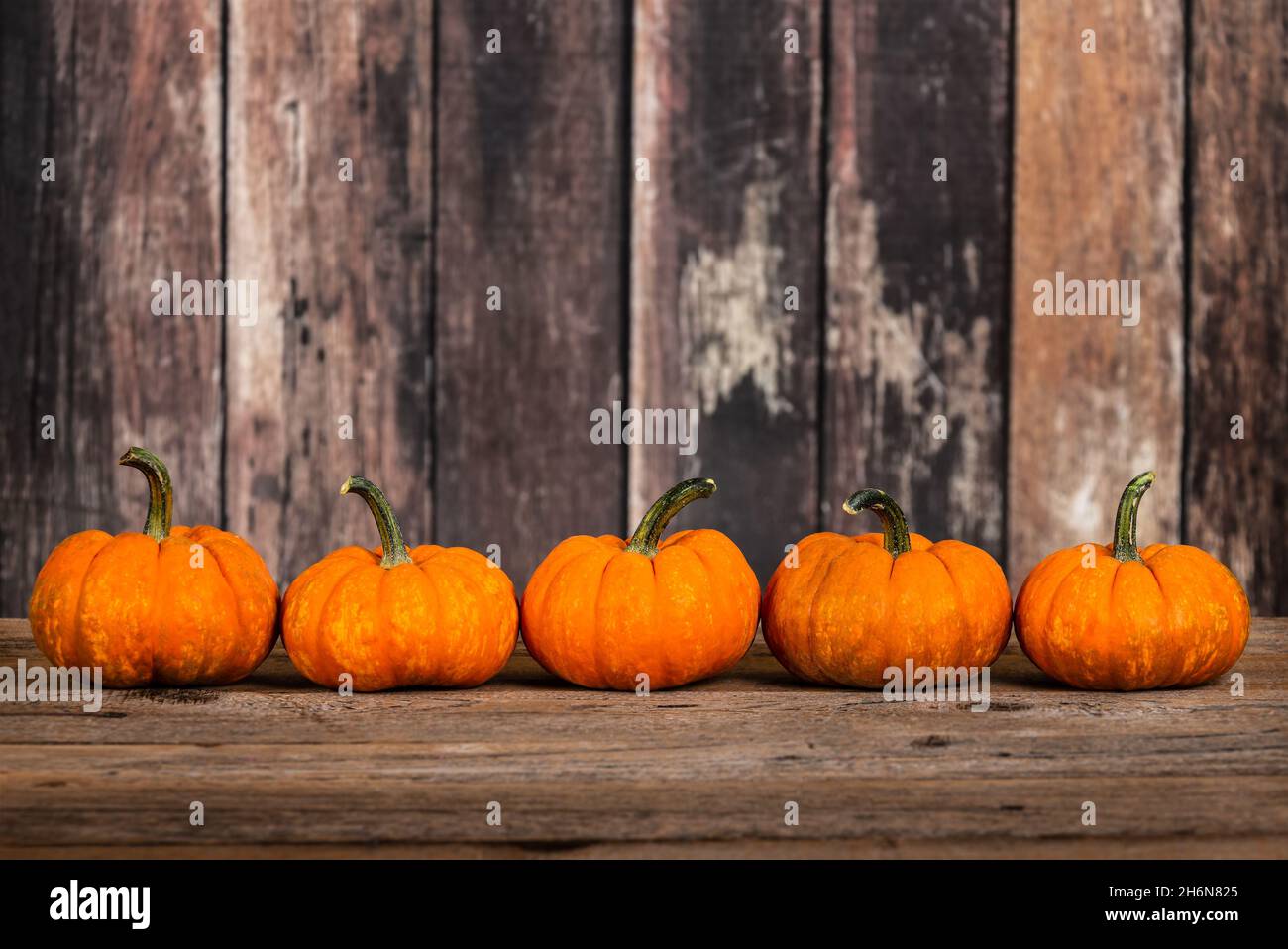 Mini pumpkins in a row against rustic wooden background, copy space Stock Photo