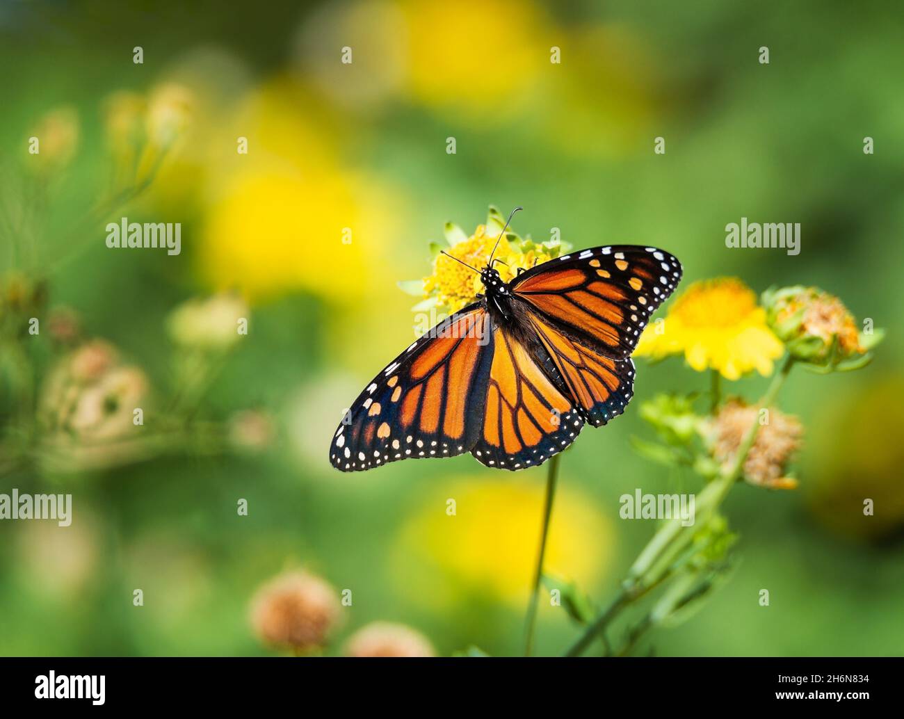 Migrating Monarch butterfly (Danaus plexippus) feeding wings opened on