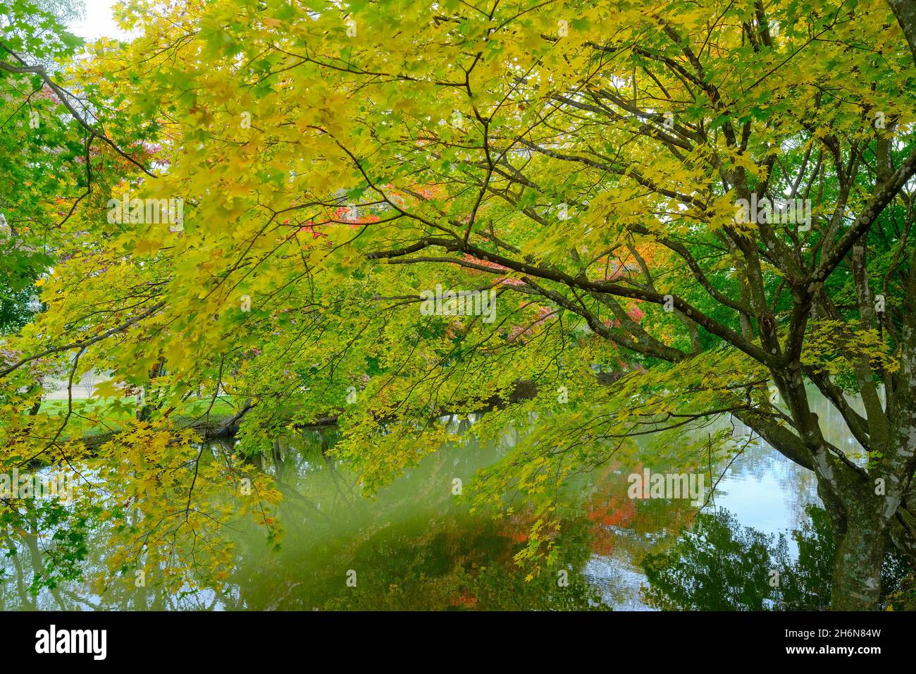 Shimizu Park, Autumn Foliage, Hokkaido Prefecture, Japan Stock Photo