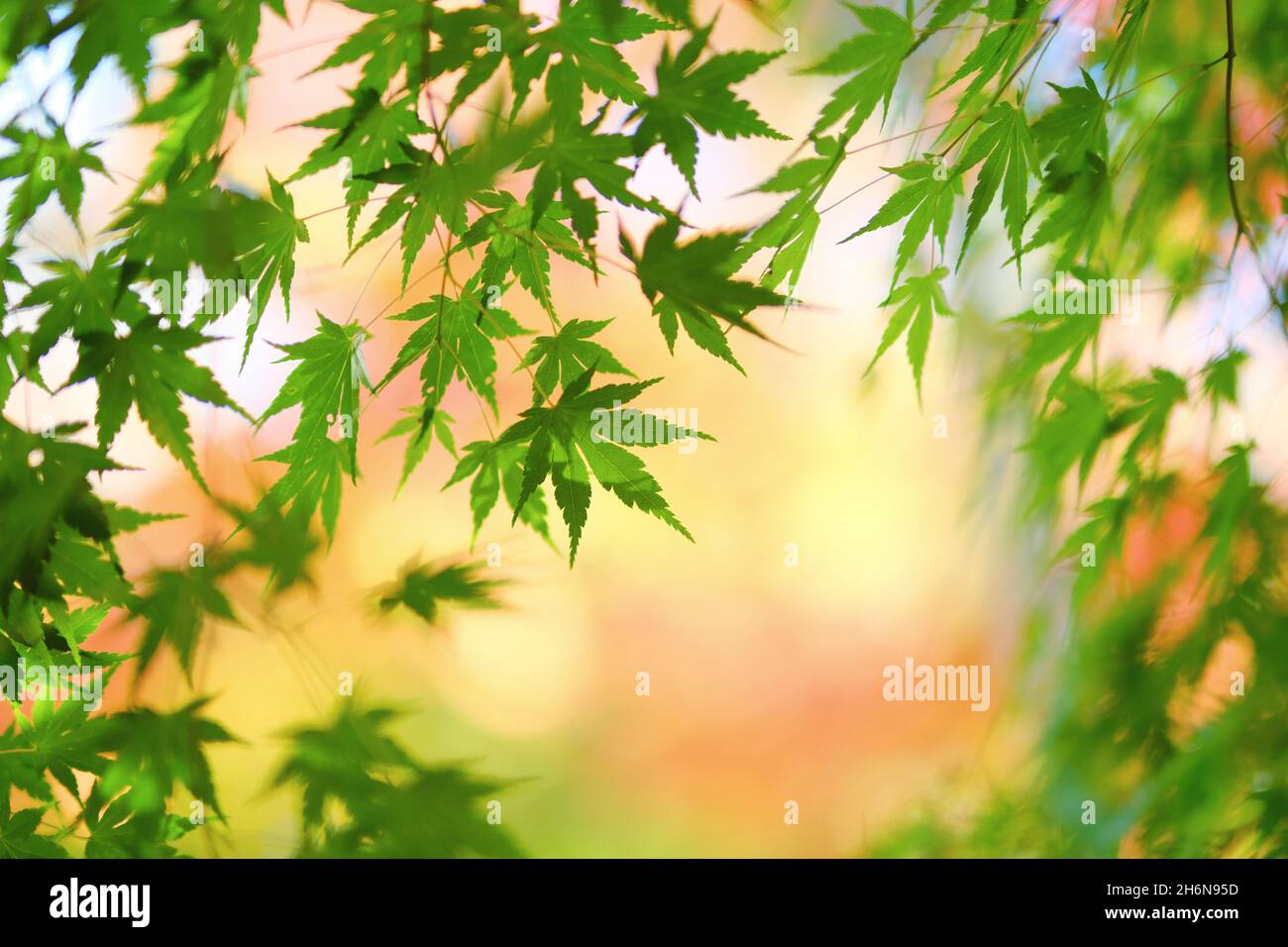 Scenic shot maple tree hi-res stock photography and images - Alamy