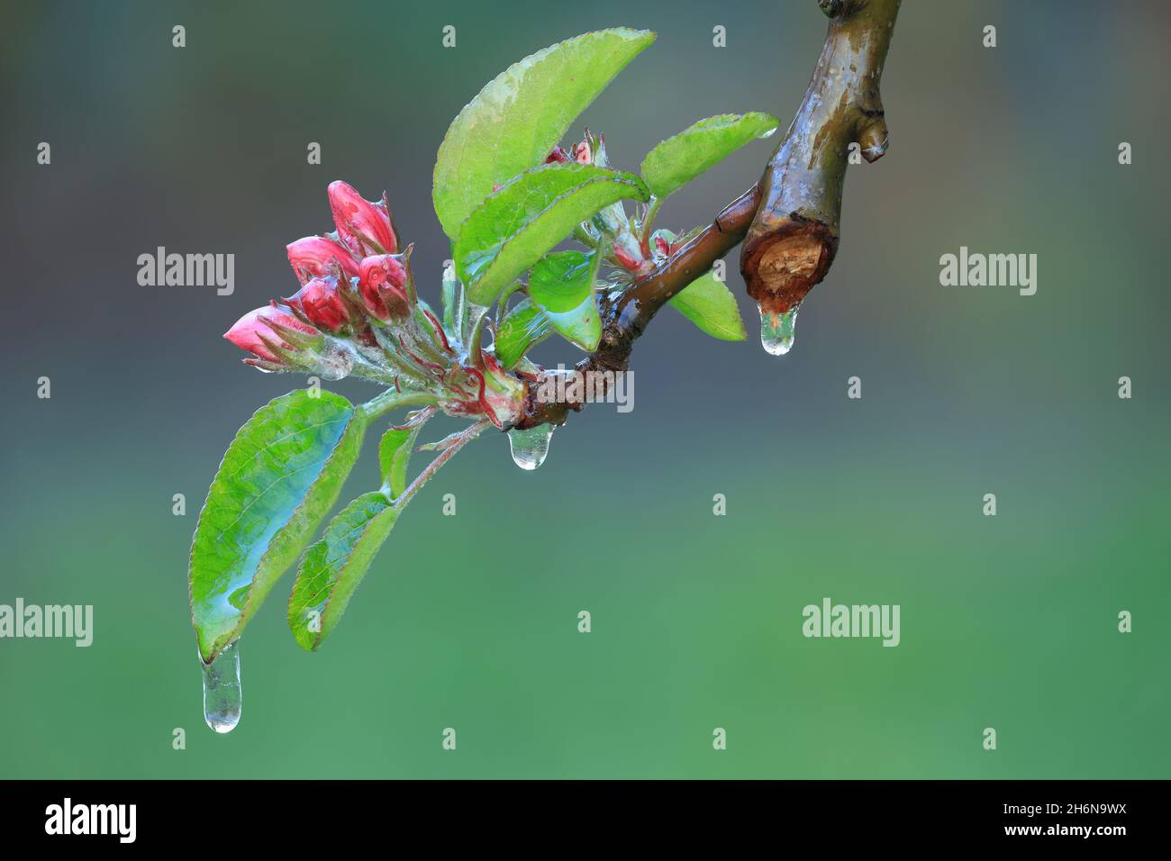 With an ice layer prevent the fruit blossom from freezing. Clotting