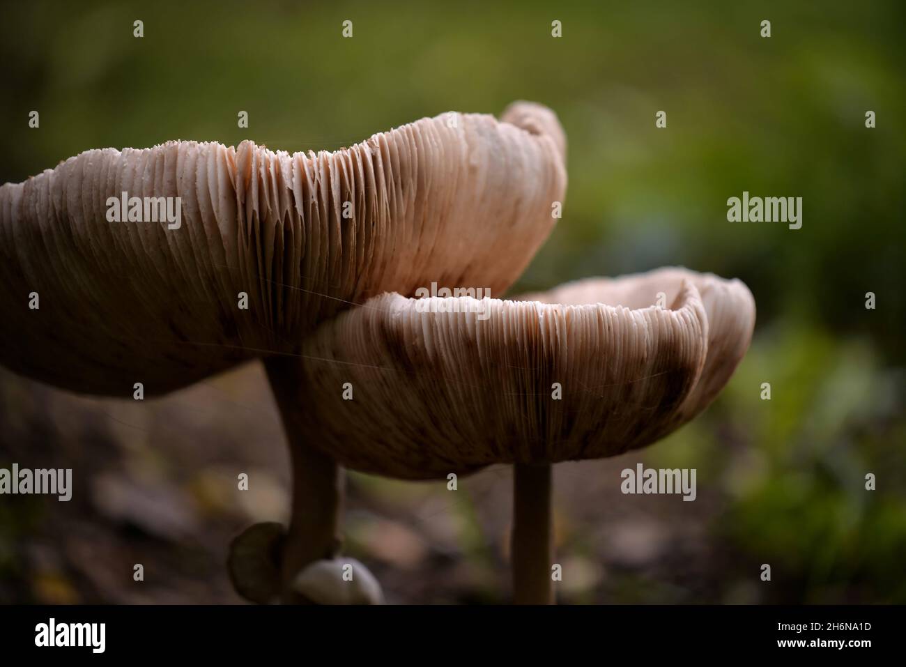 Huge vegan mushrooms in the forest. the . sponge snake Stock Photo Alamy