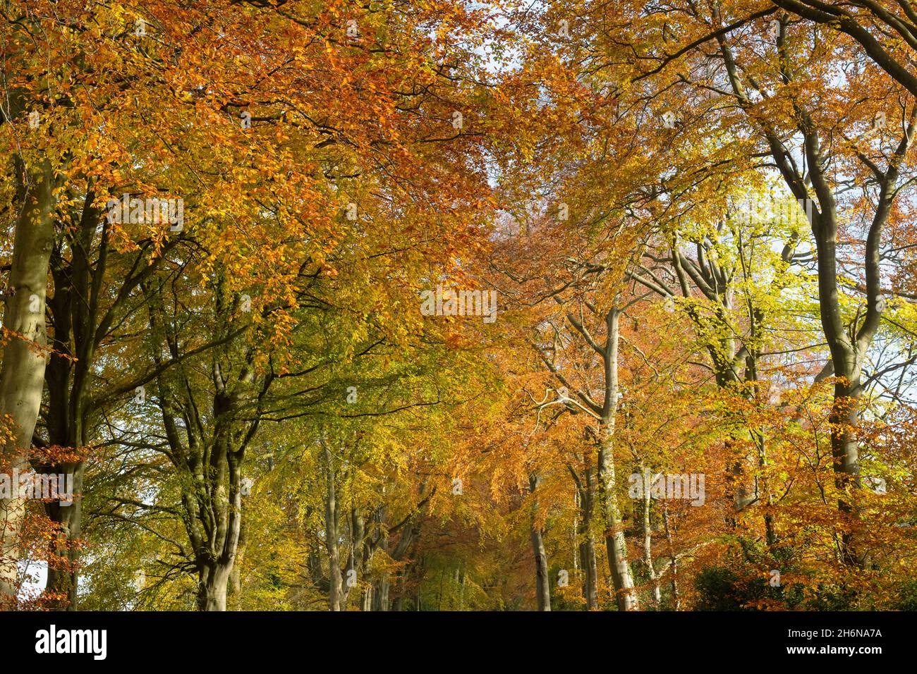 Fagus sylvatica. Autumn Beech trees along a country road. Stow on the Wold, Cotswolds, Gloucestershire, England Stock Photo