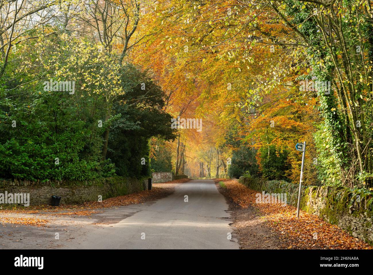 Fagus sylvatica. Autumn Beech trees along a country road. Stow on the Wold, Cotswolds, Gloucestershire, England Stock Photo