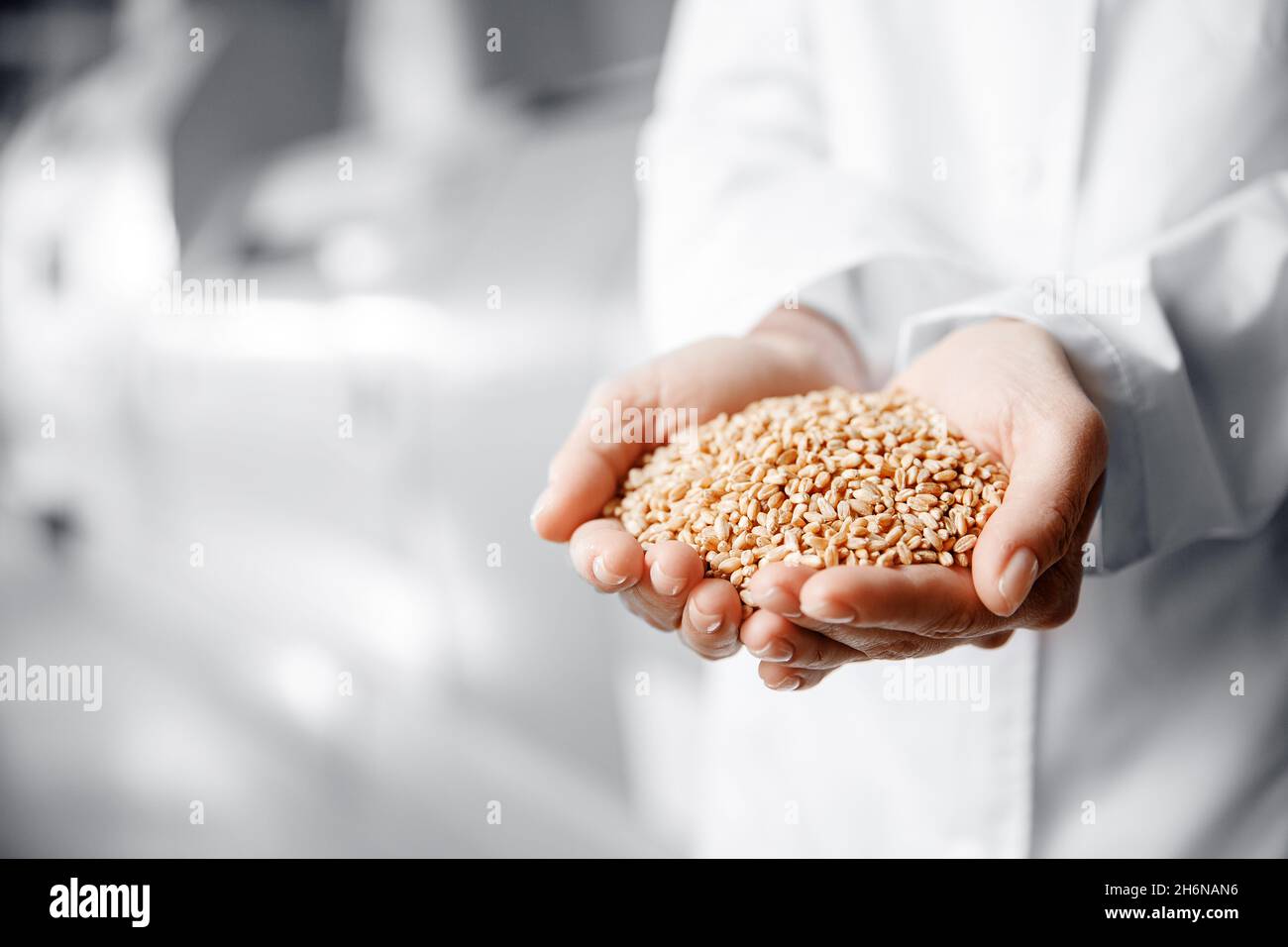 Hands holding wheat grains hi-res stock photography and images - Alamy