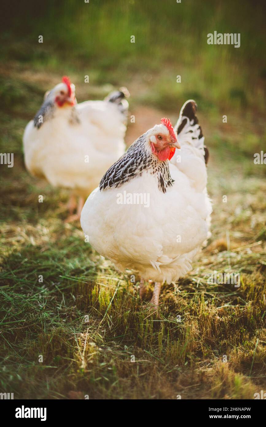 Two Light Sussex chickens free ranging on farm Stock Photo